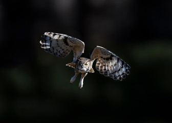Great Horned Owl (Bubo virginianus) in Flight