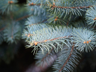Naklejka na ściany i meble A branch of blue spruce with needles close-up.