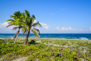 Two palm trees on the coast on volcanic rock oriented on the left side of the image, in the background the Caribbean Sea with contrasting colors