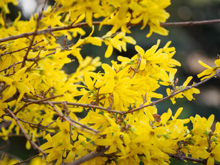 Forsythia