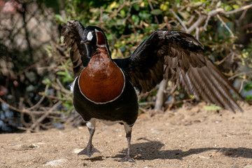 Barnacla Cuelliroja - Red breasted goose © Azahara