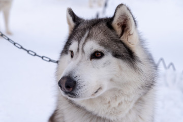 Portrait young Alaskan Malamute in the snow