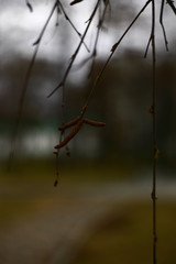 barbed wire on background of blue sky