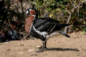 Barnacla Cuelliroja - Red breasted goose