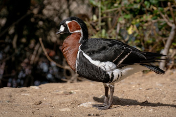 Barnacla Cuelliroja - Red breasted goose © Azahara