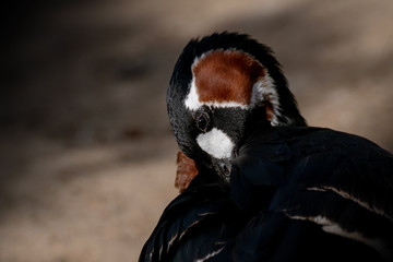 Barnacla Cuelliroja - Red breasted goose © Azahara