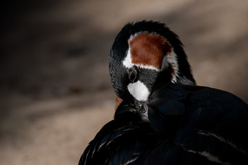 Barnacla Cuelliroja - Red breasted goose © Azahara