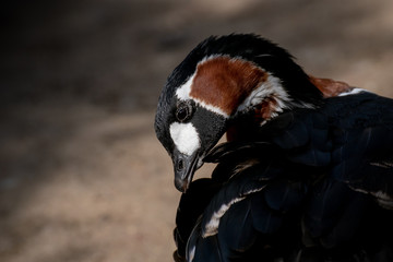Barnacla Cuelliroja - Red breasted goose © Azahara