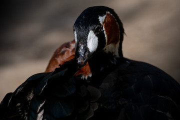 Barnacla Cuelliroja - Red breasted goose © Azahara