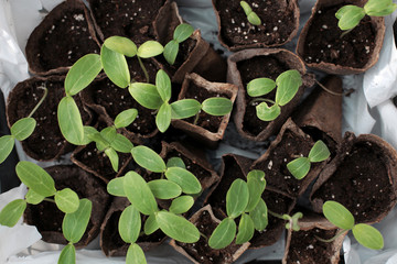 Leaves of seedlings of cucumbers and vegetables. sprouts seedlings. Microgreen in earthen soil. Garden work. Top view