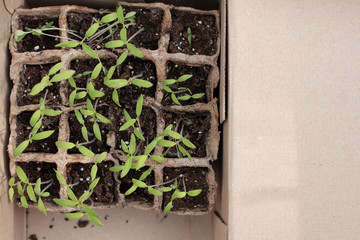 Leaves of seedlings of cucumbers and vegetables. sprouts seedlings. Microgreen in earthen soil. Garden work. Copy space