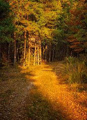 Fototapeta premium Pathway in the forest at autumn