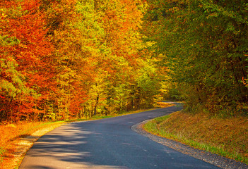 Pathway in the forest at autumn