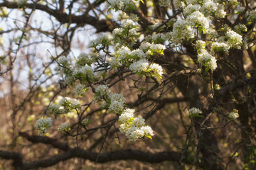 Fototapeta premium old garden, blooming pear, sunny spring April floral background