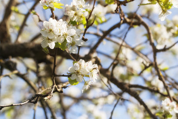 old garden, blooming pear, sunny spring April floral background