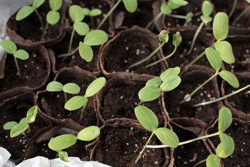 Leaves of seedlings of cucumbers and vegetables. sprouts seedlings. Microgreen in earthen soil. Garden work.