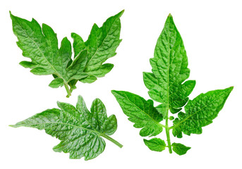 Tomato leaf isolated on white