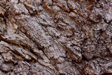 Blurred Brown Nature Background. Beautiful Wooden Texture.Tree  Bark Texture. Wooden Pattern Background.