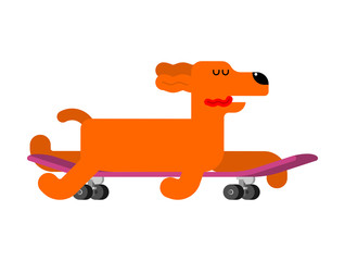 Dog on skateboard. pet on board. hound Skateboarder
