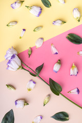 White Eustoma on the multicolour background. Flat view.