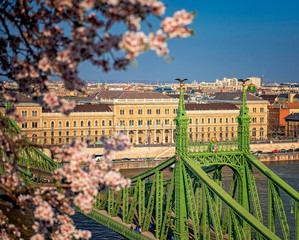 Beautiful Liberty Bridge with almond blossom in Budapest, Hungary