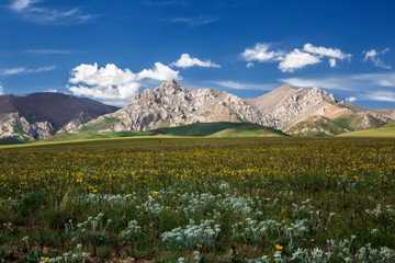Fototapeta premium Mountain peaks rise among the flowering fields. Traditional summer pastures. Kyrgyzstan