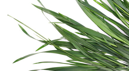 Fototapeta premium Fresh green grass isolated on white background and texture, top view