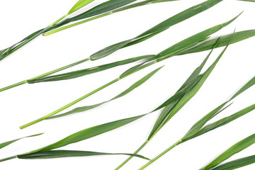 Fresh green grass isolated on white background and texture, top view
