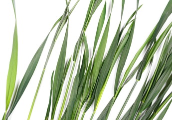 Naklejka premium Fresh green grass isolated on white background and texture, top view