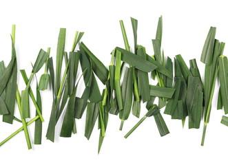 Green cut wild grass isolated on white background and texture, top view