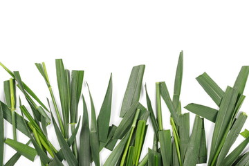 Green cut wild grass isolated on white background and texture, top view