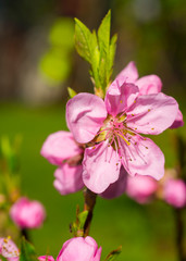 pink flowers of young blooming peach on a natural background
