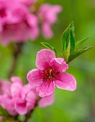 Fototapeta premium pink flowers of young blooming peach on a natural background