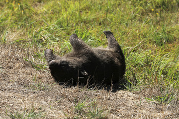 Toter überfahrener Wombat in Australien