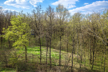 Fototapeta na wymiar Spring forest landscape with green field and blue sky