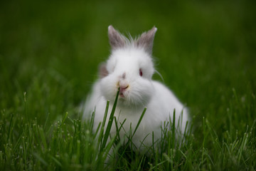 little funny white rabbit on lawn grass