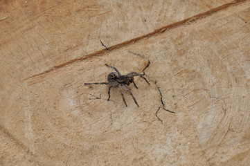 Spiders in nature. Spiders are nocturnal wolves. Spider on a stone, on a lilac flower, on a cut of a tree.