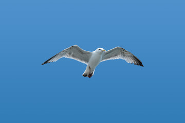 Seagull in flight against blue sky