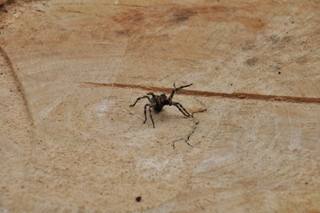 Spiders in nature. Spiders are nocturnal wolves. Spider on a stone, on a lilac flower, on a cut of a tree.