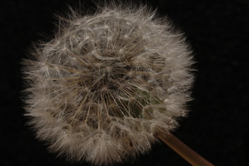 Dandelion seeds in detail