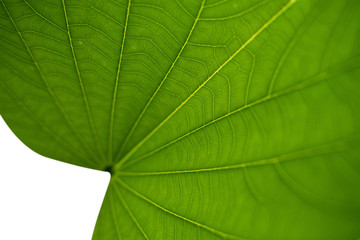 Naklejka na ściany i meble Green leaf texture background close up