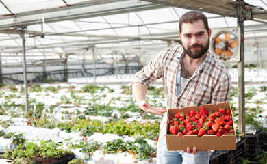 Positive man harvesting strawberries in a greenhouse