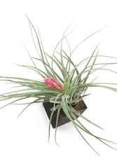 Air Plant in Dark Pot