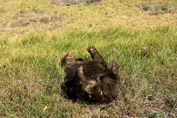 Toter überfahrener Wombat in Australien