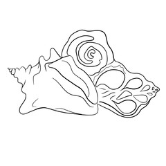 beautiful abstract sea shell vector illustration