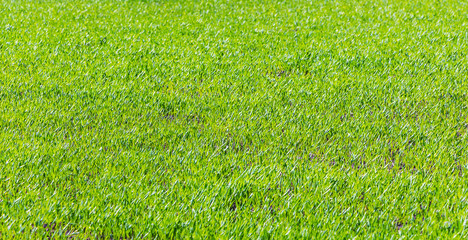 Texture of bright green grass in sunny weather_