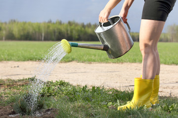 gardener in yellow shoes is watering a pine seedling. caring for the environment © zoomingfoto1712