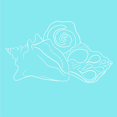beautiful abstract sea shell vector illustration