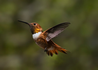 Fototapeta na wymiar Rufous Hummingbird (Selasphorus rufus) in Flight