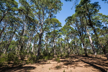 Fototapeta na wymiar Canary pines in the mountains of Tenerife